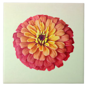 Zinnia em tons de laranja