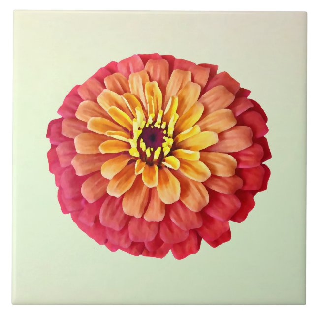 Zinnia em tons de laranja (Frente)