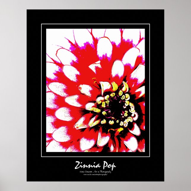 Zinnia Pop Poster (Frente)