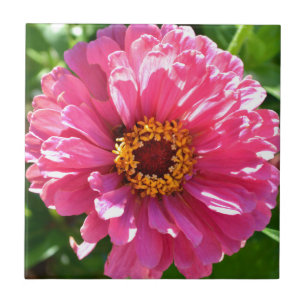Zinnia Rosa
