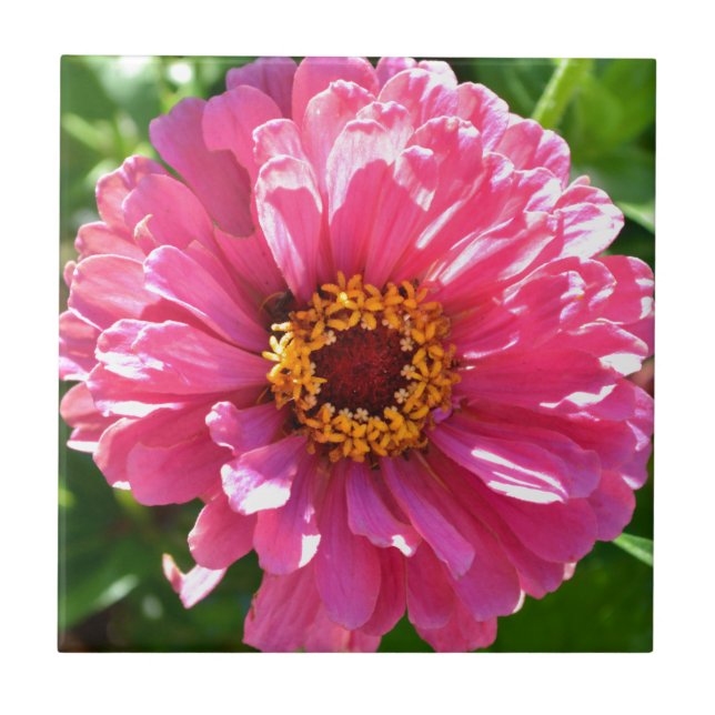 Zinnia Rosa (Frente)