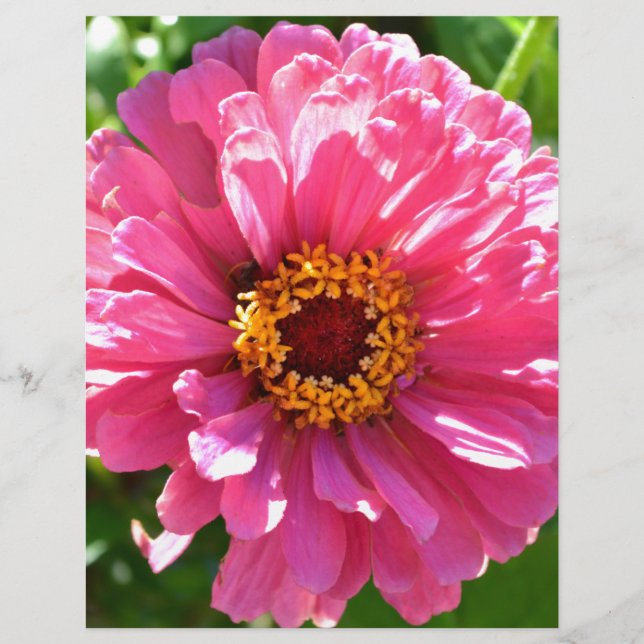 Zinnia Rosa (Frente)