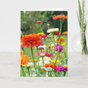 "Zinnias 2." Cartão
