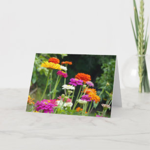 Zinnias 5. Cartão de Saudação