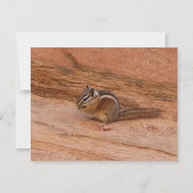 Zion Chipmunk em Rochas Vermelhas (Frente)