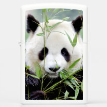 Zippo Lighter Photo gigant panda, animais 0399.
