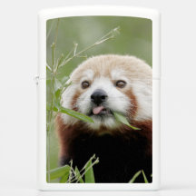Zippo Lighter Photo red panda, animais 0615.