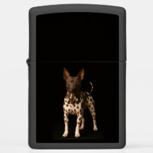 Zippo lighter with Hairless American Terrier