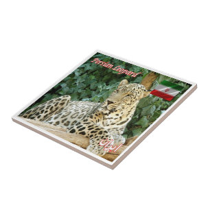zIR006 PERSIAN LEOPARD, Irã, Ásia,