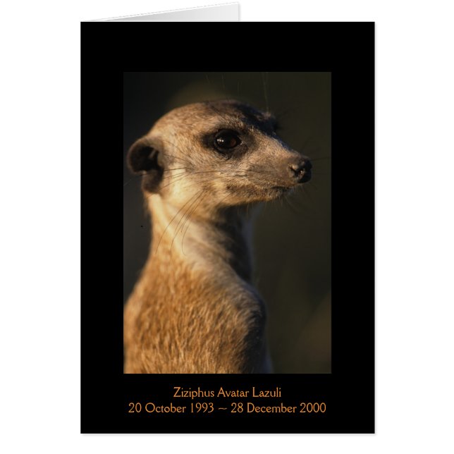 Ziziphus - cartão das legendas (Frente)