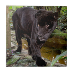 Zoológico da Cidade de Belize. Pantera preta