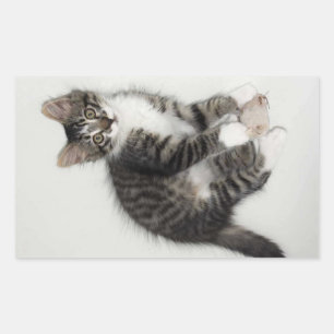 Zorro e seus adesivos do mouse