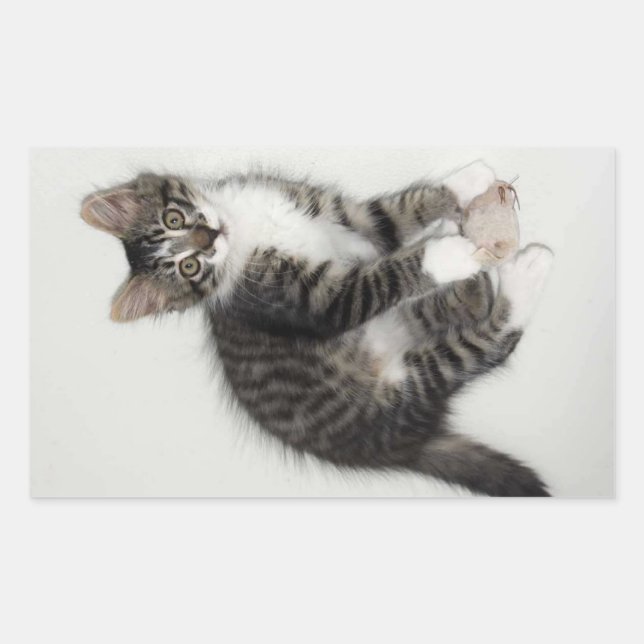 Zorro e seus adesivos do mouse (Frente)