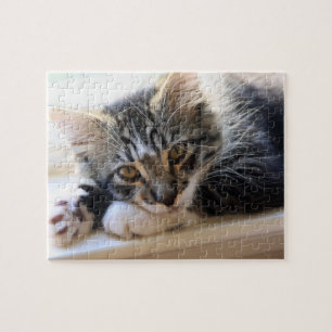 Zorro Por Quebra-cabeça da Janela